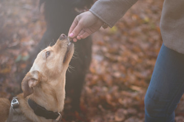 Podenco