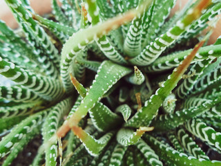 A close up of a plant Haworthiopsis attenuata