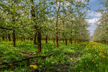 Fototapeta na wymiar blooming apple orchard
