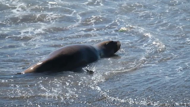 Sea Lion (Zalophus) haves fun in the Atlantic waves near the town of Caleta Olivia in Argentina