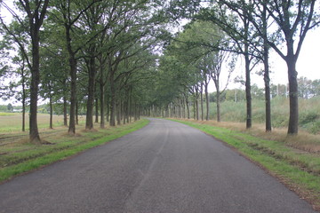 road in the woods
