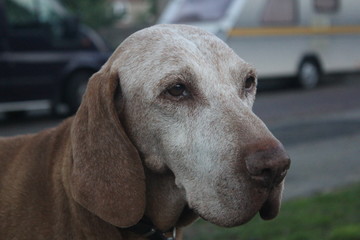 portrait of a dog