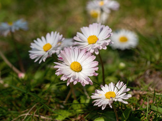Summer floral background of nature-the flowers of Bellis perennis © popovj2