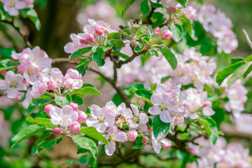Obraz premium apple tree blossom