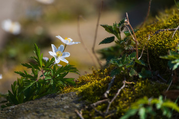 White anemone early spring flowers