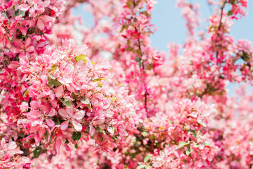 Beautiful blooming cherry blossom in spring time