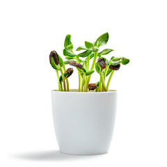 Microgreens sprouts in pot isolated on white background. Vegan micro sunflower greens shoots. Growing healthy eating concept. Sprouted sunflower seeds, microgreens, minimal design
