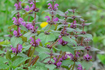 wild flowers in the forest