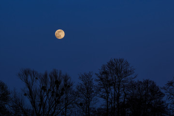 yellow full moon in the blue night sky behind a row of silhouettes of trees without leaves in a...