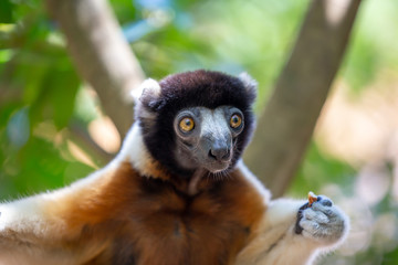A Sifaka lemur that has made itself comfortable in the treetop