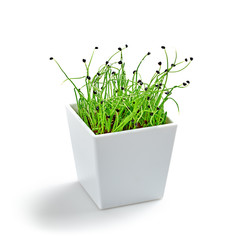 Microgreens sprouts in pot isolated on white background. Vegan micro onion green shoots. Growing healthy eating concept. Sprouted onion seeds, microgreens, minimal design