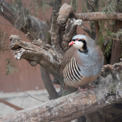 Keklik, a bird sitting on the branches, close-up. Square format.