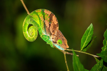 Colorful chameleon on a branch of a tree