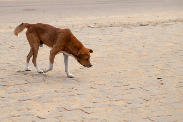 Fototapeta na wymiar A street dog on the island of Madagascar