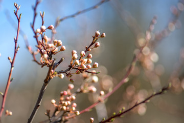 Blossoming plum, plum, spring, flowers