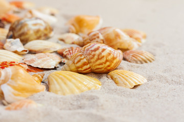 Seashells, sea stars, coral and stones on the sand, summer beach background travel concept with copy space for text.
