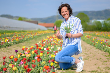 Attractive Hispanic woman picking tulips in field
