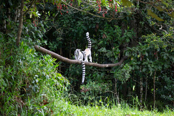 A ring-tailed lemur in the rainforest on the island of Madagascar © 25ehaag6