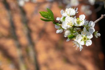 White cherry blossoms with the first green leaves