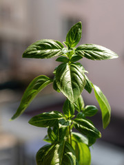 Fresh basil herb close up. Ocimum basilicum