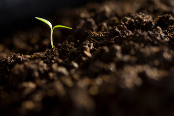 The seedling growing sprout (tree) from the rich soil