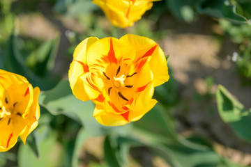Close up of a variegated red and yellow tulip