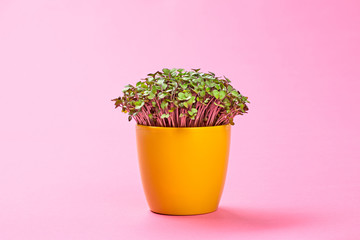 Microgreens cabbage sprouts in pot on pink background. Minimal design. Vegan micro kohlrabi cabbage...