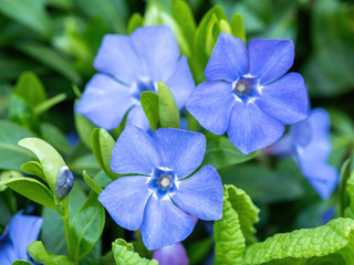 Blue vinca minor flower closeup. Tender violet petals of Vinca blossom macro