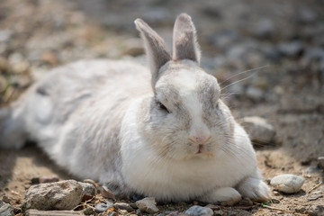 飼育の可愛いウサギ