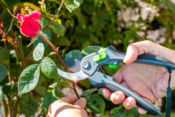 Jardiner à domicile  ou entretenir son jardin. Planter, arroser ou tailler pour un moment de...