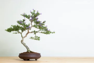 Poster Im Rahmen Bonsai-Baum im Topf auf Holztisch kopieren Raum Textur backgrond Werbung © tradol