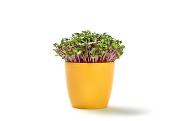 Fototapeta premium Microgreens cabbage sprouts in pot isolated on white background. Vegan micro kohlrabi cabbage green shoots. Growing healthy eating concept. Sprouted seeds, microgreens, minimal design