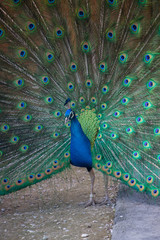 Obraz premium 農場の綺麗な孔雀