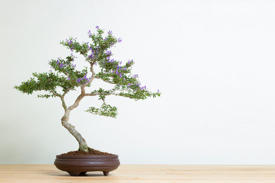 bonsai tree in pot on wood table copy space texture backgrond advertising