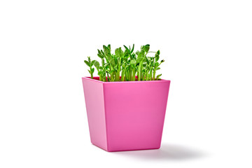 Microgreens pea sprouts in pink pot isolated on white background. Vegan micro peas greens shoots. Growing healthy eating concept. Sprouted seeds, microgreens, minimal design