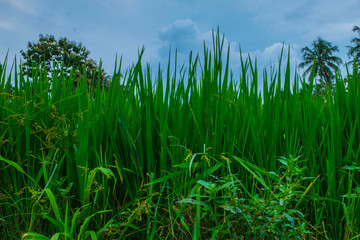 Fototapeta premium illustrastion photograph of green rice field showing very natural perfect for nature tourism business like hotel,homestay,village,travel agency etc