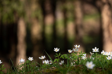 White anemone early spring flowers