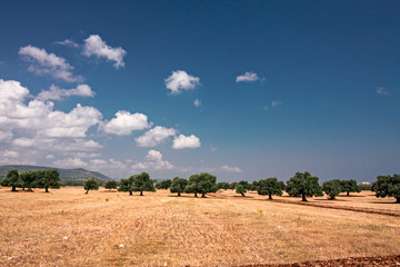 View of centuries-old olive trees, in the Apulian countryside in Italy.