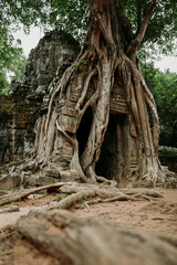 Tree roots eating a temple door