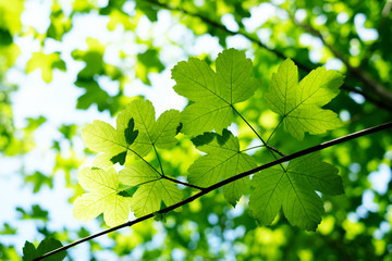 Fototapeta na wymiar Young green ash leaves on spring twigs. Springtime nature background