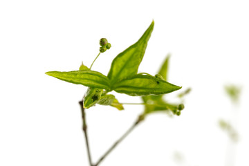 Leaves and buds isolated on white background. Macro shot.