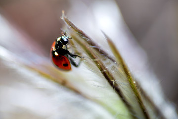 Ladybug on Sasanka, ladybird on a leaf