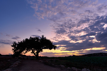 Fototapeta na wymiar beautiful silhouette landscape of a lonely olive tree with bench seats on the cape greco national forest park near ayia napa, cyprus. beautiful purple cloudy sky at sunset, outdoor scenery