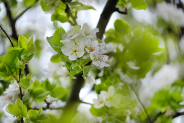 Flowering apple trees. Beautiful flowering tree In the spring. Flowers in April time. Flowers and leaves of apple tree with raindrops. Blossom apple tree.