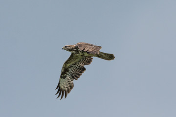 Mäusebussard
