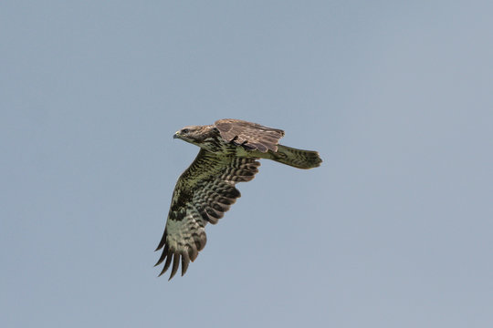 M&auml;usebussard
