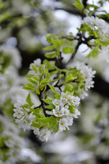Flowering apple trees. Beautiful flowering tree In the spring. Flowers in April time. Stock background in nature. Blossom apple tree.