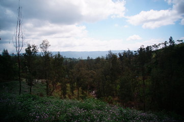forest in the mountains