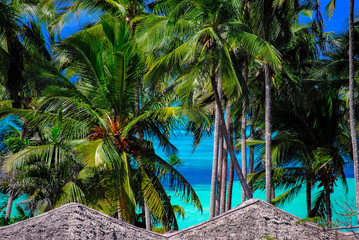 Palms and ocean view over thatched roof.