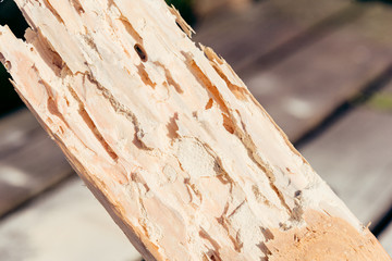 Dry wood destroyed by Lyctid Powderpost Beetles. Close-up on round holes and tunnels with...